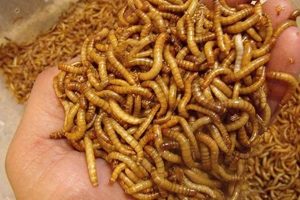 Are Meal Worms in Dog Food Good? [Benefits &amp; Risks] | World’s Most Delicious Foods: Must-Try Dishes from Every Country