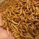 Are Meal Worms in Dog Food Good? [Benefits &amp; Risks] | World’s Most Delicious Foods: Must-Try Dishes from Every Country