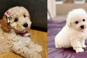 Guide: Best Food for Bichon Poodle Mix Health World’s Most Delicious Foods: Must-Try Dishes from Every Country Guide: Best Food for Bichon Poodle Mix Health | World’s Most Delicious Foods: Must-Try Dishes from Every Country