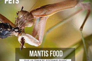 Best Praying Mantis Food for Sale: Live Feeder Insects! World’s Most Delicious Foods: Must-Try Dishes from Every Country Best Praying Mantis Food for Sale: Live Feeder Insects! | World’s Most Delicious Foods: Must-Try Dishes from Every Country