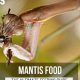 Best Praying Mantis Food for Sale: Live Feeder Insects! | World’s Most Delicious Foods: Must-Try Dishes from Every Country
