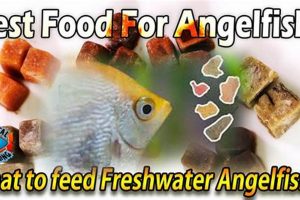 Best Fish Food for Angelfish: A Nutritional Guide World’s Most Delicious Foods: Must-Try Dishes from Every Country Best Fish Food for Angelfish: A Nutritional Guide | World’s Most Delicious Foods: Must-Try Dishes from Every Country