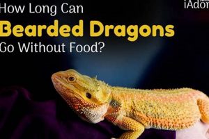 Bearded Dragon Fasting: How Long Can They Go Without Food? Guide World’s Most Delicious Foods: Must-Try Dishes from Every Country Bearded Dragon Fasting: How Long Can They Go Without Food? Guide | World’s Most Delicious Foods: Must-Try Dishes from Every Country