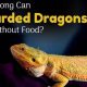 Bearded Dragon Fasting: How Long Can They Go Without Food? Guide | World’s Most Delicious Foods: Must-Try Dishes from Every Country