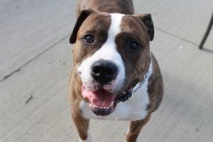 Top Dog: Best Food for American Bulldogs (Guide) World’s Most Delicious Foods: Must-Try Dishes from Every Country Top Dog: Best Food for American Bulldogs (Guide) | World’s Most Delicious Foods: Must-Try Dishes from Every Country