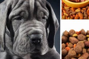 Top-Rated Best Great Dane Food: Fueling Giant Breeds World’s Most Delicious Foods: Must-Try Dishes from Every Country Top-Rated Best Great Dane Food: Fueling Giant Breeds | World’s Most Delicious Foods: Must-Try Dishes from Every Country