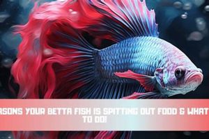 Why is Your Betta Fish Spitting Out Food? + Solutions World’s Most Delicious Foods: Must-Try Dishes from Every Country Why is Your Betta Fish Spitting Out Food? + Solutions | World’s Most Delicious Foods: Must-Try Dishes from Every Country