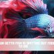 Why is Your Betta Fish Spitting Out Food? + Solutions | World’s Most Delicious Foods: Must-Try Dishes from Every Country