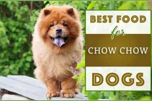Top Rated Best Dog Food for Chow Chows: Expert Picks World’s Most Delicious Foods: Must-Try Dishes from Every Country Top Rated Best Dog Food for Chow Chows: Expert Picks | World’s Most Delicious Foods: Must-Try Dishes from Every Country