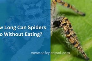 Tarantula Fasting: How Long Can a Tarantula Go Without Food? Survival Tips World’s Most Delicious Foods: Must-Try Dishes from Every Country Tarantula Fasting: How Long Can a Tarantula Go Without Food? Survival Tips | World’s Most Delicious Foods: Must-Try Dishes from Every Country