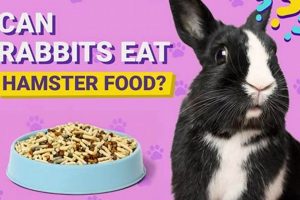Feeding Rabbits? Can Rabbits Eat Hamster Food? & Dangers World’s Most Delicious Foods: Must-Try Dishes from Every Country Feeding Rabbits? Can Rabbits Eat Hamster Food? & Dangers | World’s Most Delicious Foods: Must-Try Dishes from Every Country