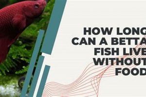 Betta Fish: How Long Can It Live Without Food? +Tips World’s Most Delicious Foods: Must-Try Dishes from Every Country Betta Fish: How Long Can It Live Without Food? +Tips | World’s Most Delicious Foods: Must-Try Dishes from Every Country