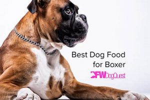 The Best Food for Boxer Dogs: Complete Guide & Review World’s Most Delicious Foods: Must-Try Dishes from Every Country The Best Food for Boxer Dogs: Complete Guide & Review | World’s Most Delicious Foods: Must-Try Dishes from Every Country