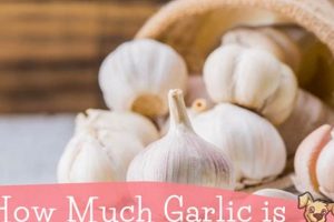 Is Garlic in Dog Food a Flea Fix? Vet Advice World’s Most Delicious Foods: Must-Try Dishes from Every Country Is Garlic in Dog Food a Flea Fix? Vet Advice | World’s Most Delicious Foods: Must-Try Dishes from Every Country