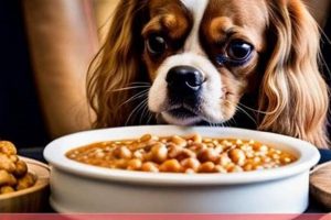 Top-Rated: Best Dog Food for Cavalier King Charles Spaniels Guide World’s Most Delicious Foods: Must-Try Dishes from Every Country Top-Rated: Best Dog Food for Cavalier King Charles Spaniels Guide | World’s Most Delicious Foods: Must-Try Dishes from Every Country