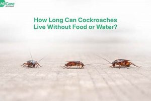 Can How Long Can Roaches Live Without Food or Water? Guide World’s Most Delicious Foods: Must-Try Dishes from Every Country Can How Long Can Roaches Live Without Food or Water? Guide | World’s Most Delicious Foods: Must-Try Dishes from Every Country