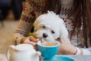 Find: Food Near Me, Pet Friendly Spots Near You! World’s Most Delicious Foods: Must-Try Dishes from Every Country Find: Food Near Me, Pet Friendly Spots Near You! | World’s Most Delicious Foods: Must-Try Dishes from Every Country
