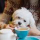 Find: Food Near Me, Pet Friendly Spots Near You! | World’s Most Delicious Foods: Must-Try Dishes from Every Country