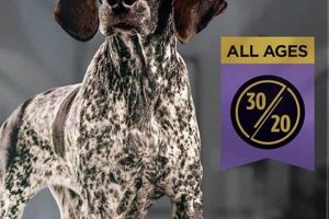 Is Your Dog Food WSAVA Recommended? A Guide World’s Most Delicious Foods: Must-Try Dishes from Every Country Is Your Dog Food WSAVA Recommended? A Guide | World’s Most Delicious Foods: Must-Try Dishes from Every Country