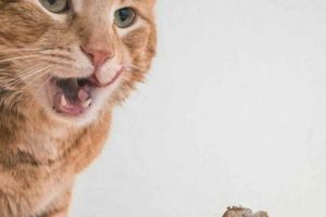 Sunflower Oil: Is it Safe for Cats in Food? World’s Most Delicious Foods: Must-Try Dishes from Every Country Sunflower Oil: Is it Safe for Cats in Food? | World’s Most Delicious Foods: Must-Try Dishes from Every Country