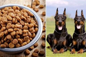 Best Puppy Dog Food for Dobermans: Feeding Guide World’s Most Delicious Foods: Must-Try Dishes from Every Country Best Puppy Dog Food for Dobermans: Feeding Guide | World’s Most Delicious Foods: Must-Try Dishes from Every Country