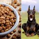 Best Puppy Dog Food for Dobermans: Feeding Guide | World’s Most Delicious Foods: Must-Try Dishes from Every Country