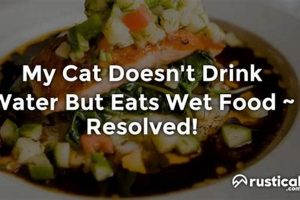 Hydrating Cats: My Cat Doesn't Drink Water, Eats Wet Food? Guide Safem Fabrication - Precision Engineering & Custom Manufacturing Solutions Hydrating Cats: My Cat Doesn't Drink Water, Eats Wet Food? Guide | Safem Fabrication - Precision Engineering & Custom Manufacturing Solutions