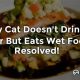 Hydrating Cats: My Cat Doesn't Drink Water, Eats Wet Food? Guide | World’s Most Delicious Foods: Must-Try Dishes from Every Country