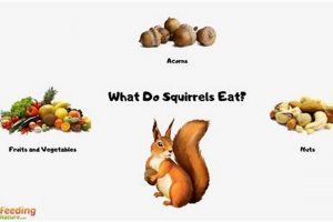 Guide: What Food Can Squirrels Eat? Safe Treats & More! World’s Most Delicious Foods: Must-Try Dishes from Every Country Guide: What Food Can Squirrels Eat? Safe Treats & More! | World’s Most Delicious Foods: Must-Try Dishes from Every Country