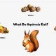Guide: What Food Can Squirrels Eat? Safe Treats &amp; More! | World’s Most Delicious Foods: Must-Try Dishes from Every Country