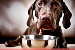 Fueling Your GSP: Best Food for German Shorthaired Pointers Guide Safem Fabrication - Precision Engineering & Custom Manufacturing Solutions Fueling Your GSP: Best Food for German Shorthaired Pointers Guide | Safem Fabrication - Precision Engineering & Custom Manufacturing Solutions