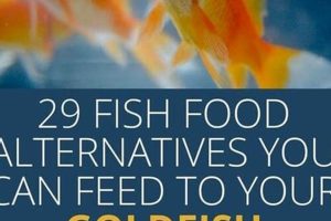 Beyond Fish Food: What Else Can You Feed Goldfish? Tips & Treats Safem Fabrication - Precision Engineering & Custom Manufacturing Solutions Beyond Fish Food: What Else Can You Feed Goldfish? Tips & Treats | Safem Fabrication - Precision Engineering & Custom Manufacturing Solutions
