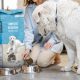 Dog Digestion: How Quickly Does A Dog Digest Food? Guide | World’s Most Delicious Foods: Must-Try Dishes from Every Country