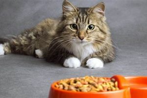 Why Fish Free Cat Food Matters + Best Options Safem Fabrication - Precision Engineering & Custom Manufacturing Solutions Why Fish Free Cat Food Matters + Best Options | Safem Fabrication - Precision Engineering & Custom Manufacturing Solutions