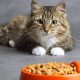 Why Fish Free Cat Food Matters + Best Options | World’s Most Delicious Foods: Must-Try Dishes from Every Country