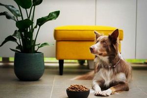 Why Dogs Tire of Food: Do Dogs Get Tired of the Same Dog Food? World’s Most Delicious Foods: Must-Try Dishes from Every Country Why Dogs Tire of Food: Do Dogs Get Tired of the Same Dog Food? | World’s Most Delicious Foods: Must-Try Dishes from Every Country
