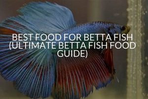 Betta Bliss: What's the Best Food for Betta Fish? +Tips Safem Fabrication - Precision Engineering & Custom Manufacturing Solutions Betta Bliss: What's the Best Food for Betta Fish? +Tips | Safem Fabrication - Precision Engineering & Custom Manufacturing Solutions