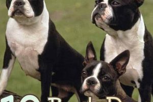 Best Dog Food for Boston Terriers: Health & Diet Tips Safem Fabrication - Precision Engineering & Custom Manufacturing Solutions Best Dog Food for Boston Terriers: Health & Diet Tips | Safem Fabrication - Precision Engineering & Custom Manufacturing Solutions