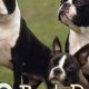 Best Dog Food for Boston Terriers: Health &amp; Diet Tips | World’s Most Delicious Foods: Must-Try Dishes from Every Country