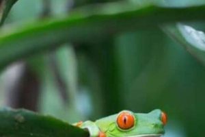 Frog Fasting: How Long Can a Frog Live Without Food Safely? Safem Fabrication - Precision Engineering & Custom Manufacturing Solutions Frog Fasting: How Long Can a Frog Live Without Food Safely? | Safem Fabrication - Precision Engineering & Custom Manufacturing Solutions