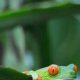 Frog Fasting: How Long Can a Frog Live Without Food Safely? | World’s Most Delicious Foods: Must-Try Dishes from Every Country