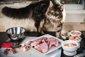 Top Rated: Best Wet Food for Maine Coon Kitten [Guide] | World’s Most Delicious Foods: Must-Try Dishes from Every Country