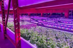 Can Local Farms End Food Deserts? Impact & Benefits Safem Fabrication - Precision Engineering & Custom Manufacturing Solutions Can Local Farms End Food Deserts? Impact & Benefits | Safem Fabrication - Precision Engineering & Custom Manufacturing Solutions