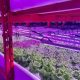 Can Local Farms End Food Deserts? Impact &amp; Benefits | World’s Most Delicious Foods: Must-Try Dishes from Every Country