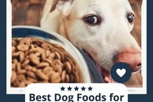 Top Picks: Best Dog Food for Ear Infections (Relief!) Safem Fabrication - Precision Engineering & Custom Manufacturing Solutions Top Picks: Best Dog Food for Ear Infections (Relief!) | Safem Fabrication - Precision Engineering & Custom Manufacturing Solutions
