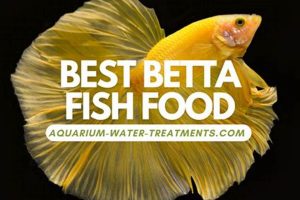 Top Betta Food Best Choices: Nourish Your Fighter! Safem Fabrication - Precision Engineering & Custom Manufacturing Solutions Top Betta Food Best Choices: Nourish Your Fighter! | Safem Fabrication - Precision Engineering & Custom Manufacturing Solutions