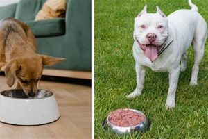 Why Do Dogs Get Tired of Eating the Same Food? Tips! Safem Fabrication - Precision Engineering & Custom Manufacturing Solutions Why Do Dogs Get Tired of Eating the Same Food? Tips! | Safem Fabrication - Precision Engineering & Custom Manufacturing Solutions