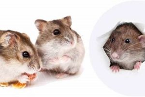 Hamsters & Rat Food: Can Hamsters Really Eat Rat Food? Safem Fabrication - Precision Engineering & Custom Manufacturing Solutions Hamsters & Rat Food: Can Hamsters Really Eat Rat Food? | Safem Fabrication - Precision Engineering & Custom Manufacturing Solutions