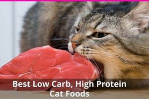 Best Low Carb Cat Food Wet: Healthy & Delicious! Safem Fabrication - Precision Engineering & Custom Manufacturing Solutions Best Low Carb Cat Food Wet: Healthy & Delicious! | Safem Fabrication - Precision Engineering & Custom Manufacturing Solutions