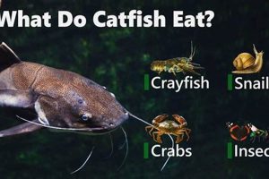 Best Catfish Food: Nutritious Diets & More! Safem Fabrication - Precision Engineering & Custom Manufacturing Solutions Best Catfish Food: Nutritious Diets & More! | Safem Fabrication - Precision Engineering & Custom Manufacturing Solutions